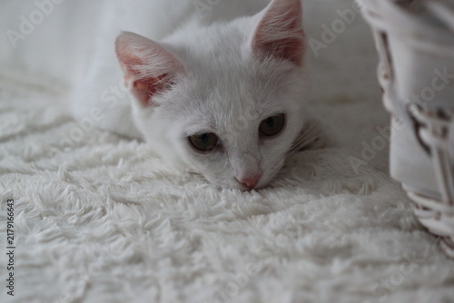 Cat on white background, very cute kitten