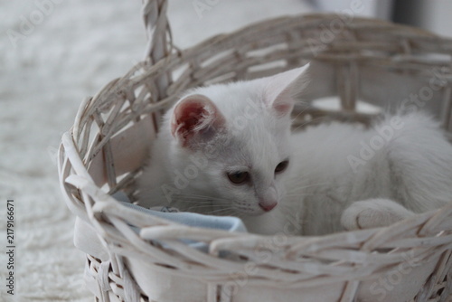 Cat on white background, very cute kitty