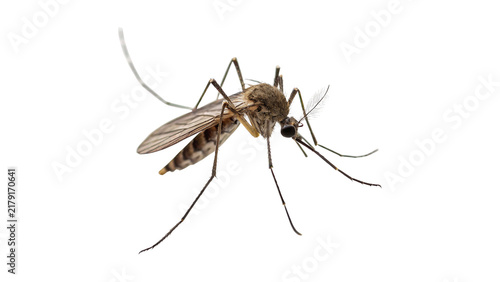 Foto Small mosquito insect close up isolated on transparent background