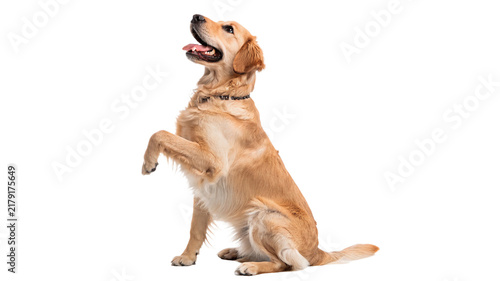 Foto Playful golden retriever dog sitting up isolated on transparent background