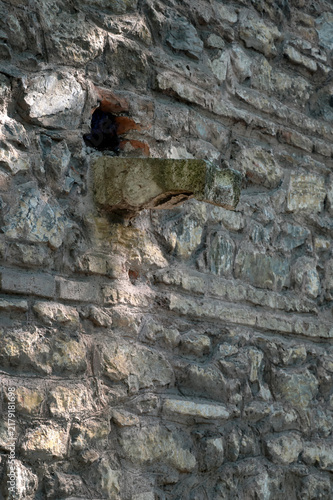 Принти на полотні A medieval gutter or corbel, a stone element protruding from the ancient stonework of a castle or fortress wall