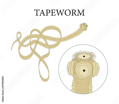 The tapeworm and its scolex