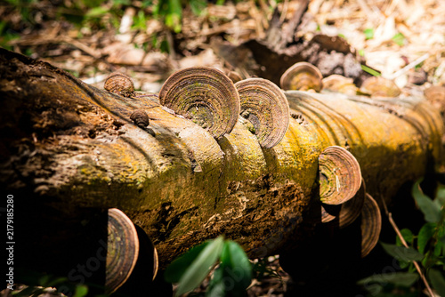 Fungus growing on decaying log in forest ecosystem