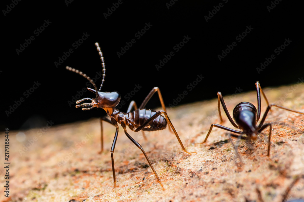Fototapeta premium Nasute termite soldier insect foraging on bark