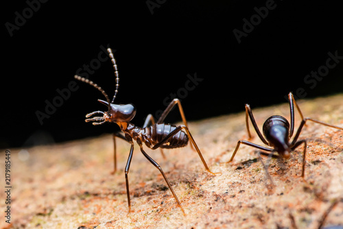 Nasute termite soldier insect foraging on bark