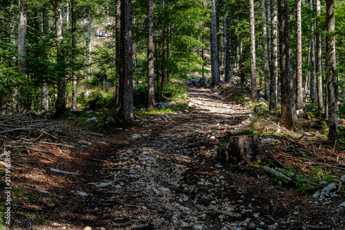 Rocky Hiking Trail Through Dense Mountain Forest