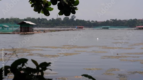 lake with dark, organic scum floating on the water's surface near the shore, where fish cages and structures are visible in the background.