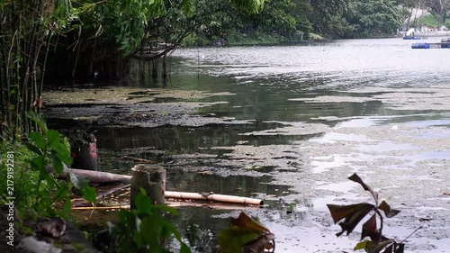 polluted lakeshore covered with dark organic scum floating on the surface of the water.
