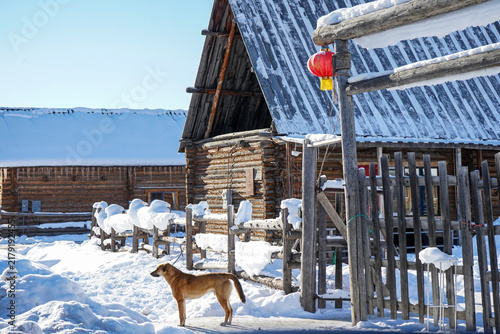 Foto Red Lantern and Brown Dog in Hemu Village Snowscape, Xinjiang, China