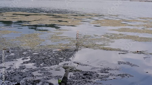 Algal Mats or Cyanobacteria, dark, organic floating algal mats and scum on the surface of calm water, mixed with small scattered leaves