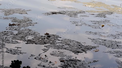 Algal Mats or Cyanobacteria, dark, organic floating algal mats and scum on the surface of calm water, mixed with small scattered leaves