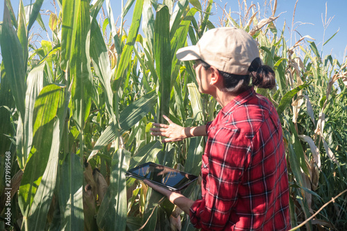 Konstfotografi Woman farmer inspecting corn crop in a green field, using a tablet to record obs