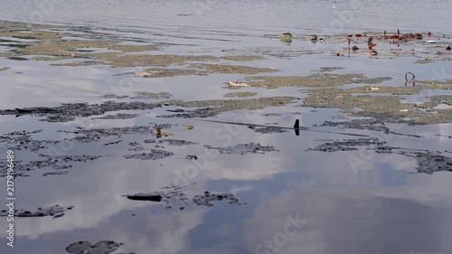 Algal Mats or Cyanobacteria, dark, organic floating algal mats and scum on the surface of calm water, mixed with small scattered leaves