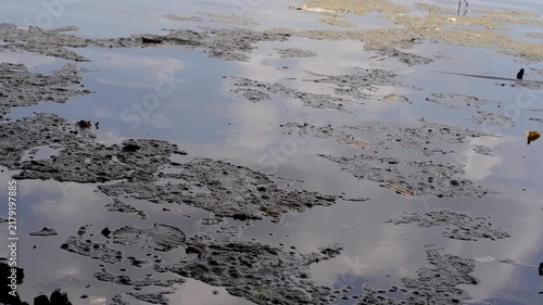 Algal Mats or Cyanobacteria, dark, organic floating algal mats and scum on the surface of calm water, mixed with small scattered leaves