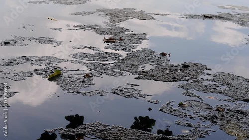 Algal Mats or Cyanobacteria, dark, organic floating algal mats and scum on the surface of calm water, mixed with small scattered leaves