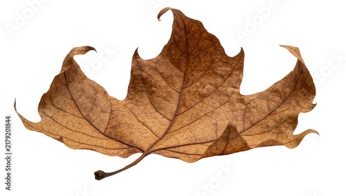 Fotografie Brown dried maple leaf with intricate veins, isolated on transparent background