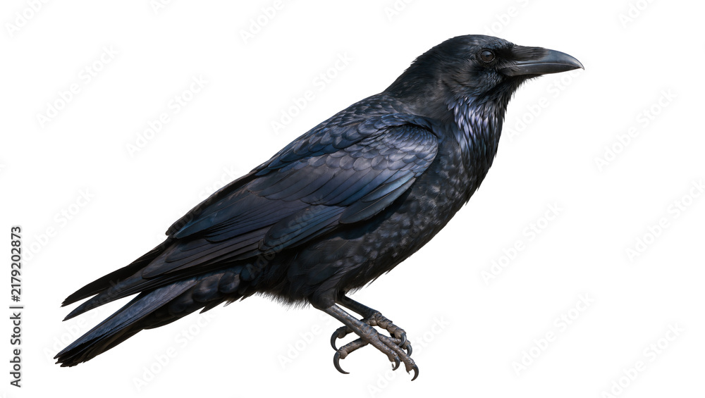 Obraz premium Detailed black raven bird with dark feathers, isolated on transparent background
