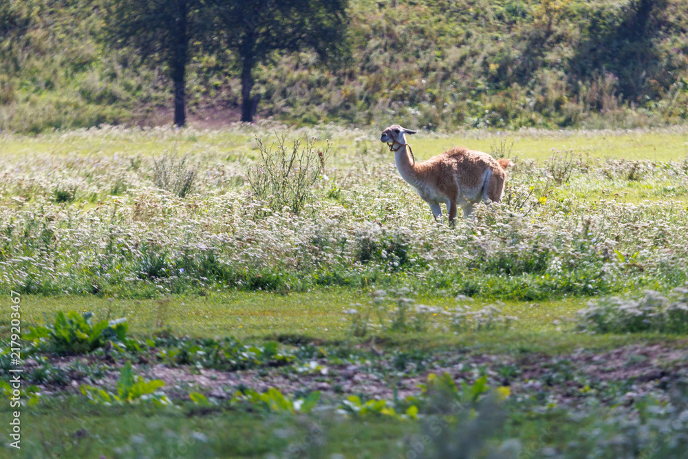 Fototapeta premium Llama stands in wild, grassy field with wildflowers