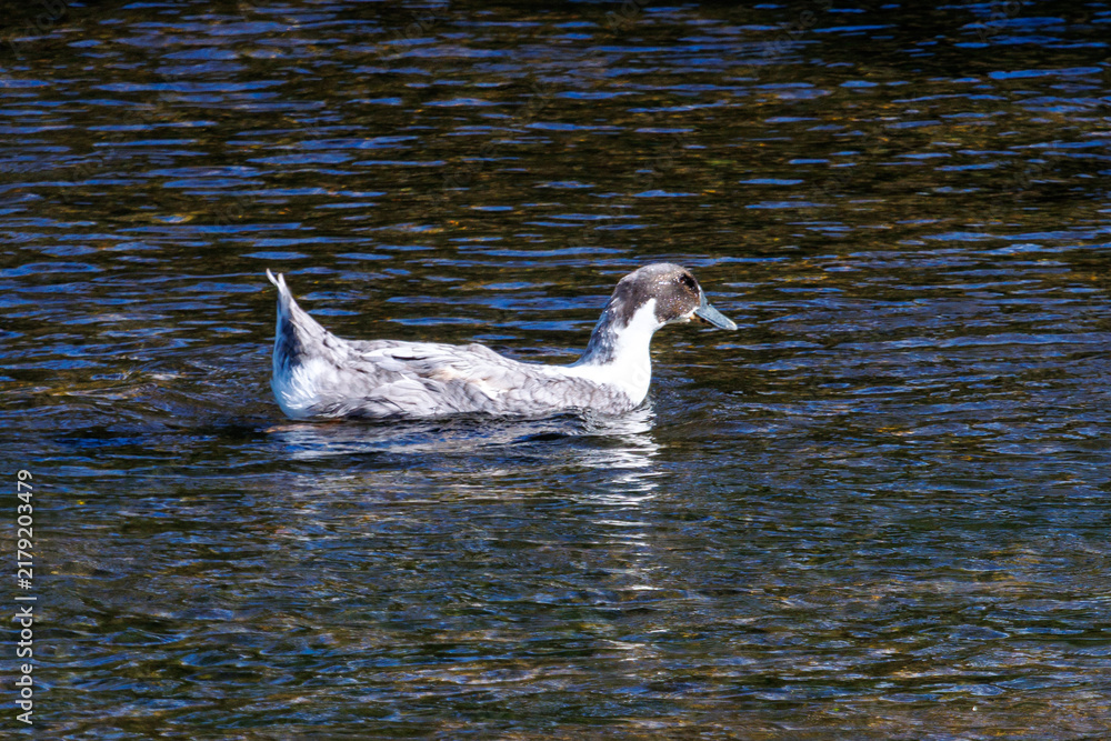 Fototapeta premium Gray duck swims calmly in rippling water