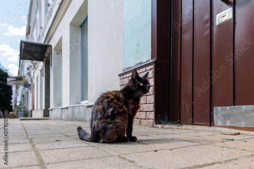 Photography Solitary cat sits on a city sidewalk