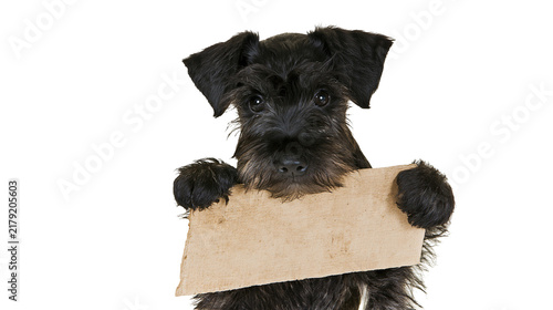 Quadro su tela Black schnauzer puppy holding a blank cardboard sign, isolated on transparent ba
