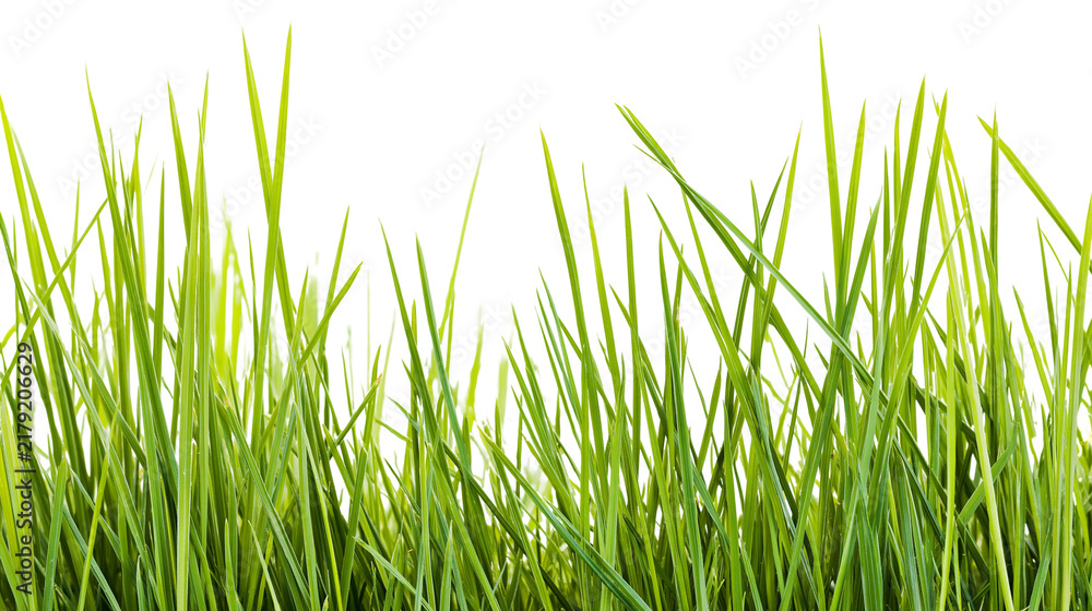 Obraz premium Vibrant green grass blades fresh and healthy, isolated on transparent background