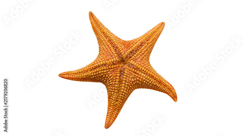 Obraz na plátne Orange starfish with five arms textured surface, isolated on transparent backgro