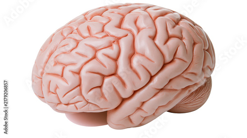 Fotografía Detailed anatomical model of a human brain, isolated on transparent background
