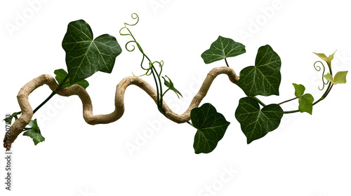Canvastavla Twisted woody vine with dark green ivy leaves, isolated on transparent backgroun