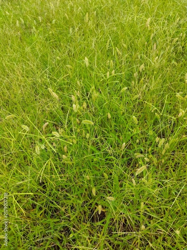 夏の野原に生えるエノコログサ