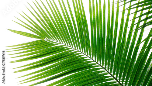 Foto Vibrant green palm frond with delicate veins, isolated on transparent background