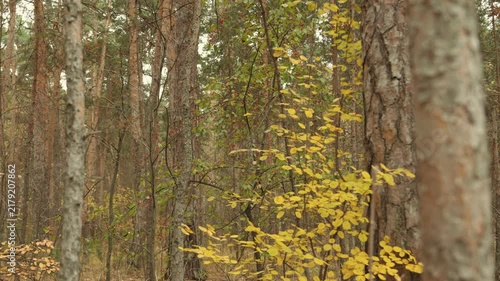 Autumn forest, where there are various trees, bushes with yellow leaves