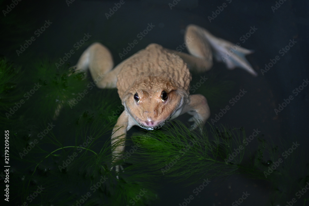 Obraz premium A pale brown frog is floating in dark water, resting on some green aquatic plants.