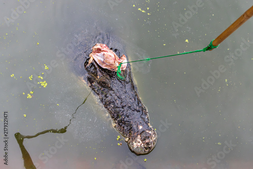 Canvastavla Apathetic crocodile swims in the water with meat hanging from a rope on its head