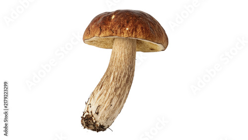 Foto Fresh forest porcini mushroom isolated wild edible boletus on transparent studio
