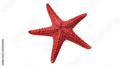 Bild auf Leinwand Bright red starfish marine sea star animal isolated on plain dark background