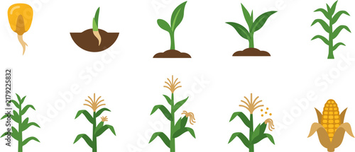 A detailed corn plant growth vector illustration icon set showing the agricultural development stages from seed to mature harvestable maize crop