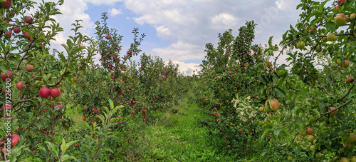 Panoramic View of Ripe Apple Orchard Before Harvest