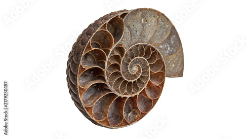 Obraz na plátně Fossilized spiral ammonite shell ancient prehistoric marine creature specimen is