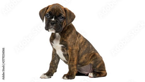 Bild auf Leinwand Adorable brindle boxer puppy sitting and looking up cute domestic pet portrait