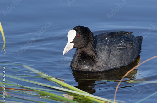 Foto Eurasian coot Fulica atra swimming on calm blue water surface