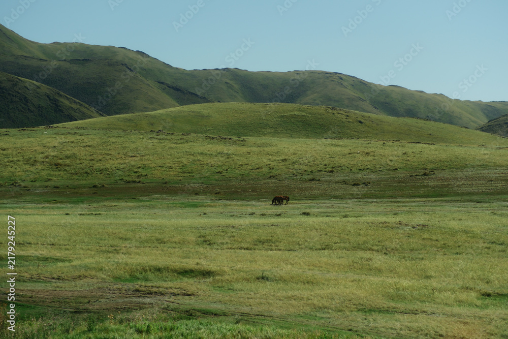 Fototapeta premium Vast rolling green hills landscape in steppe near Irtysh river in East Kazakhstan and a horse in the distance