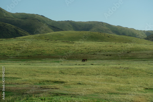 Foto Vast rolling green hills landscape in steppe near Irtysh river in East Kazakhsta