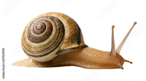 Obraz na płótnie Brown banded garden snail with spiral shell, isolated on transparent background