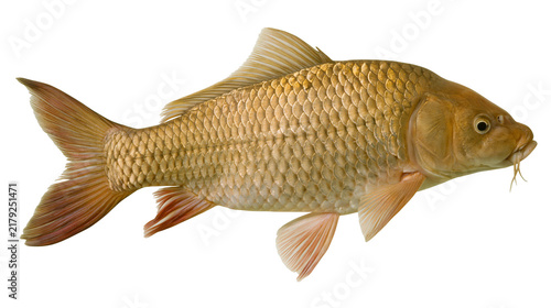 Cuadro en lienzo Golden carp fish with scales and fins, isolated on transparent background