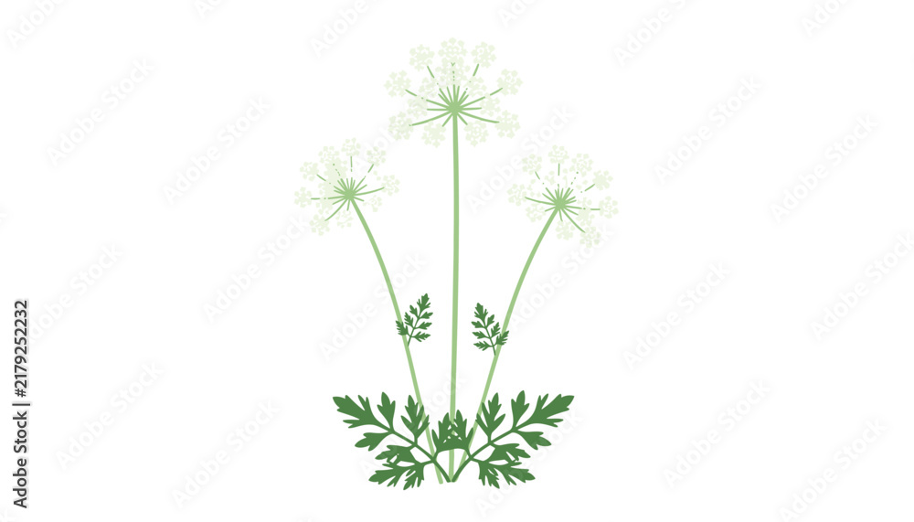 Fototapeta premium Delicate illustration of white cow parsley flowers, also known as wild chervil, with green stems and leaves.