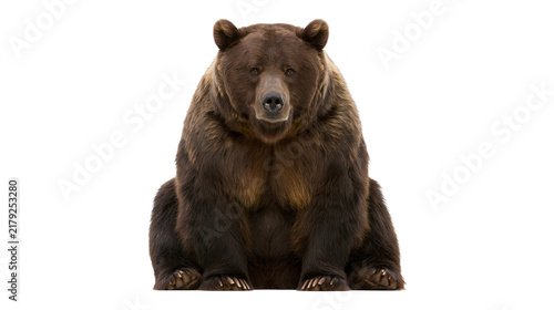 Obraz na plátně Large brown grizzly bear sitting, isolated on transparent background