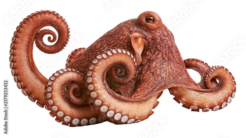 Bild auf Leinwand Brown octopus with curled tentacles, isolated on transparent background