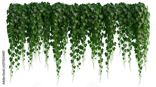 Bild auf Leinwand Abundant green ivy vines cascading downwards, isolated on transparent background