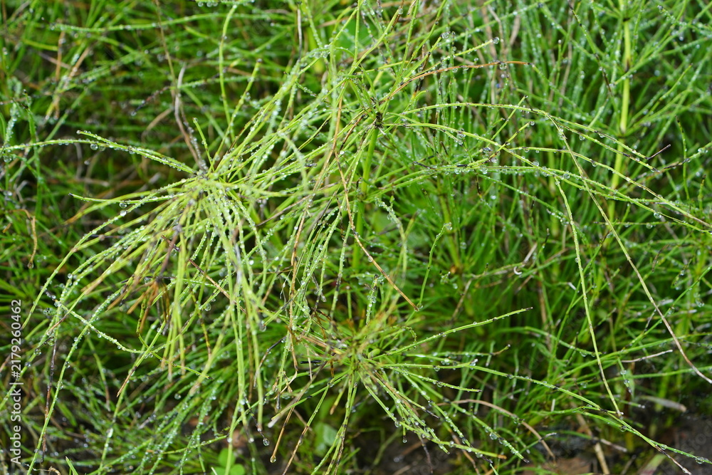 Fototapeta premium Characteristic green summer shoots of field horsetail (Equisetum arvense), medicinal plant, medicine. Botanical School Garden, Hanover, Germany.